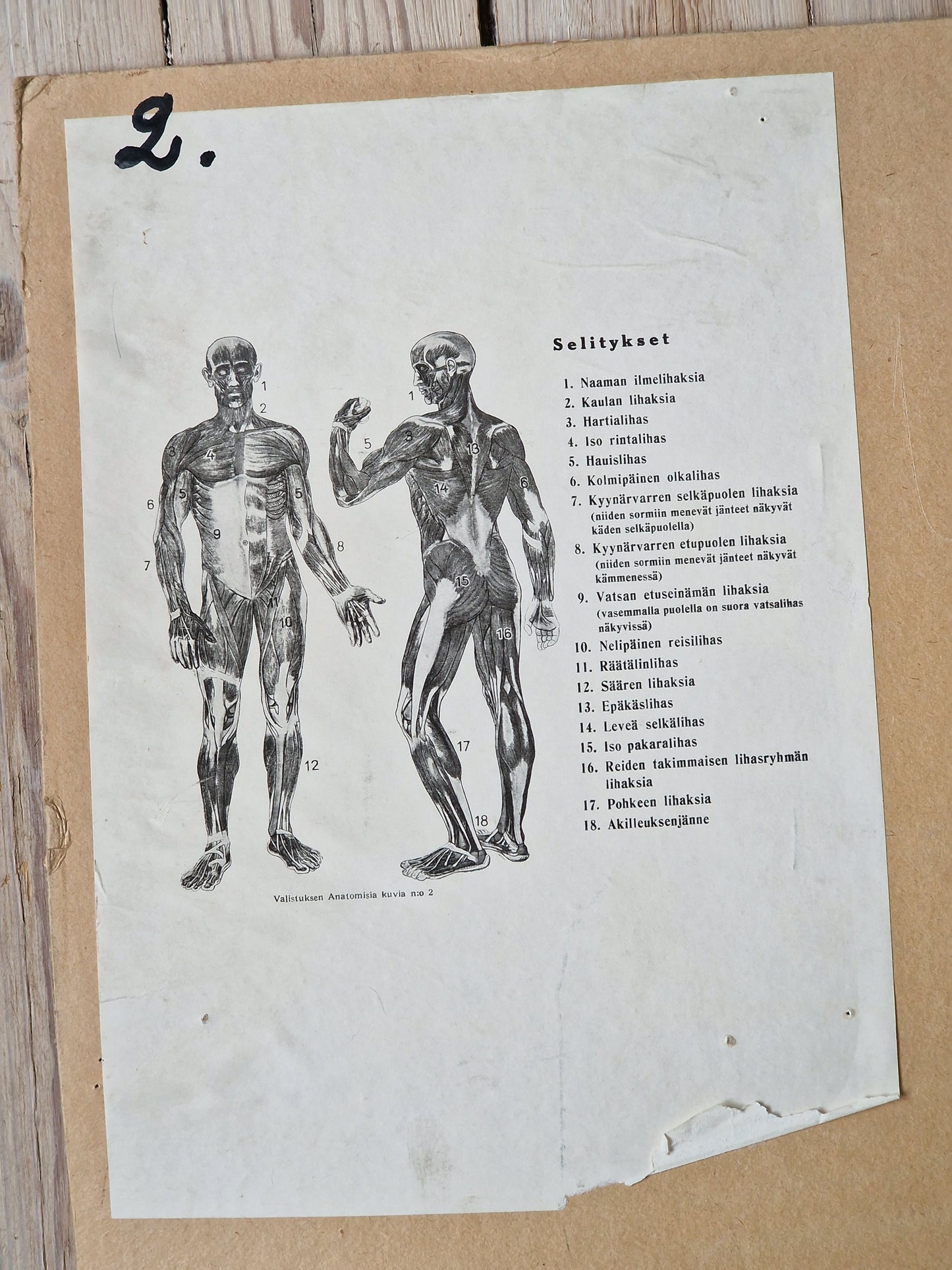 Valistuksen anatomia "Lihaksisto"
