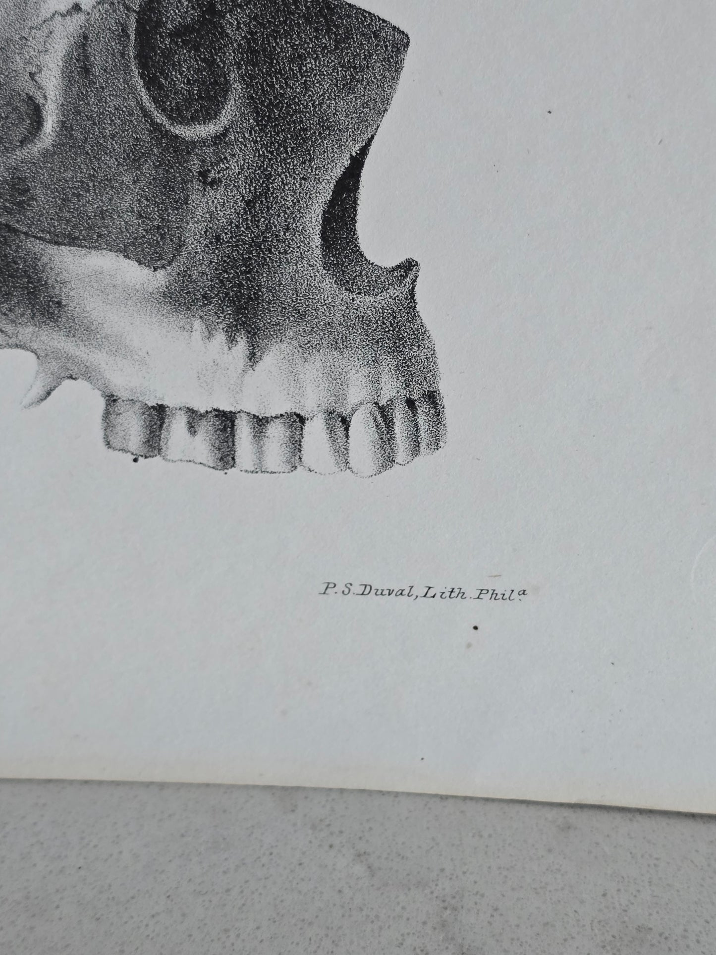 Vanhat v. 1840 anatomiset litografiat