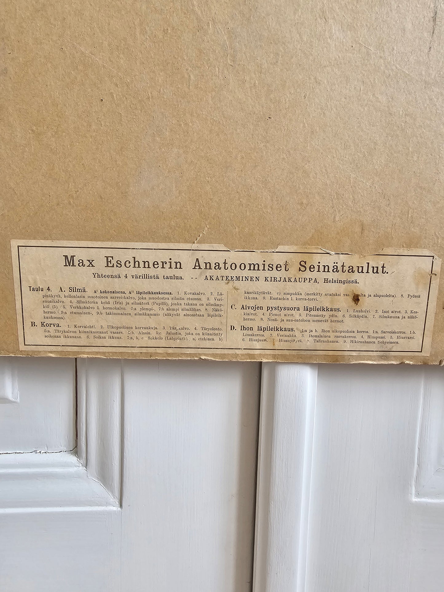 Max Eschner Anatominen seinätaulu