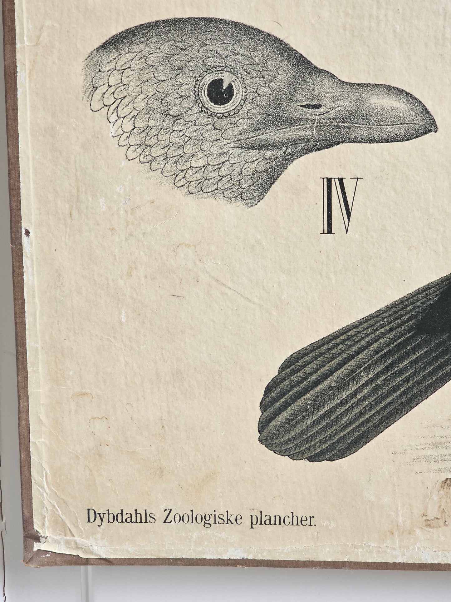 Lintuaiheinen opetustaulu