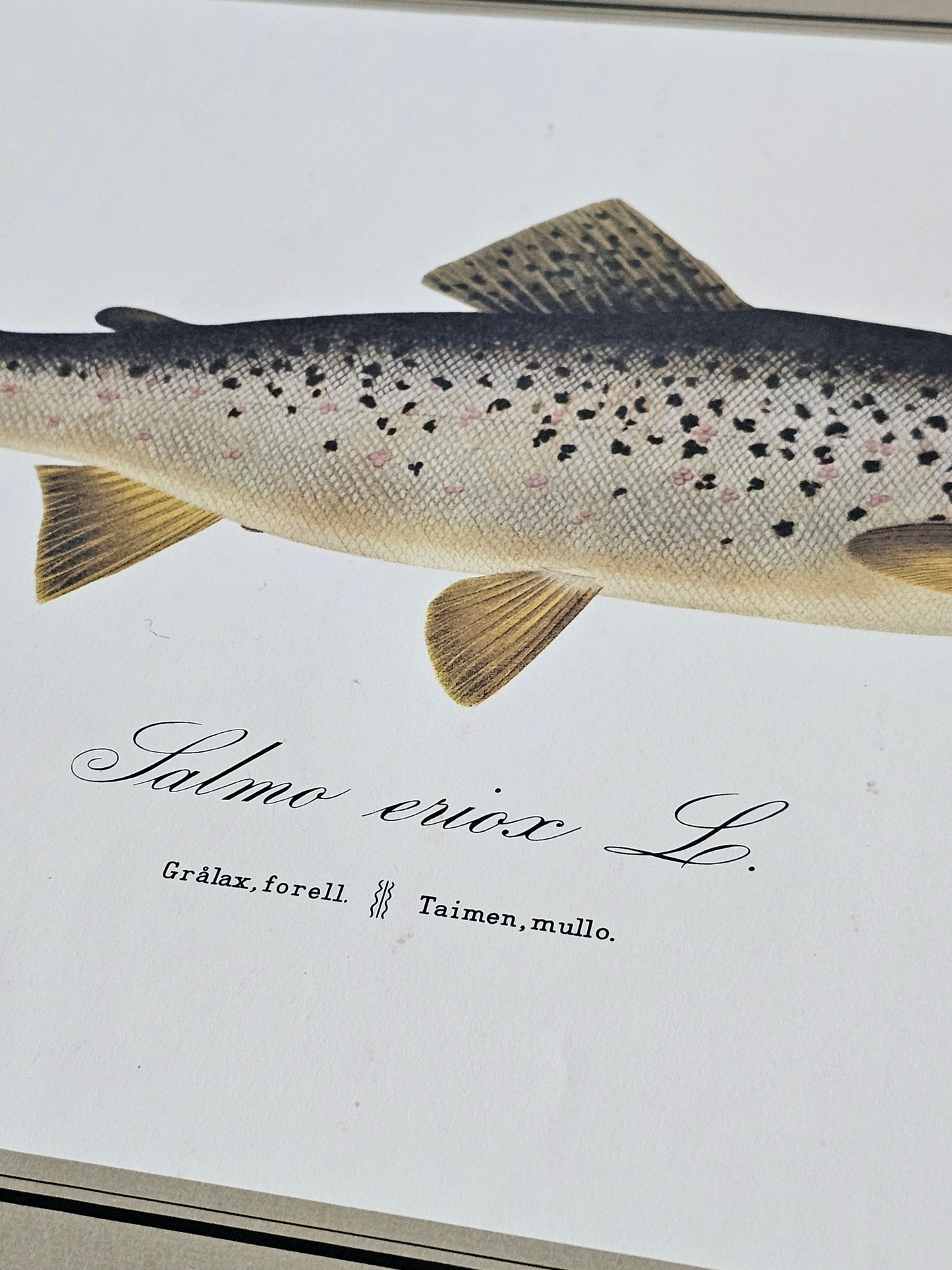 Suomen kalakuvat v. 1980