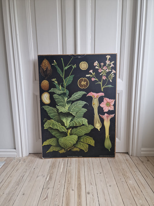 Suuri kasvitaulu Tupakka