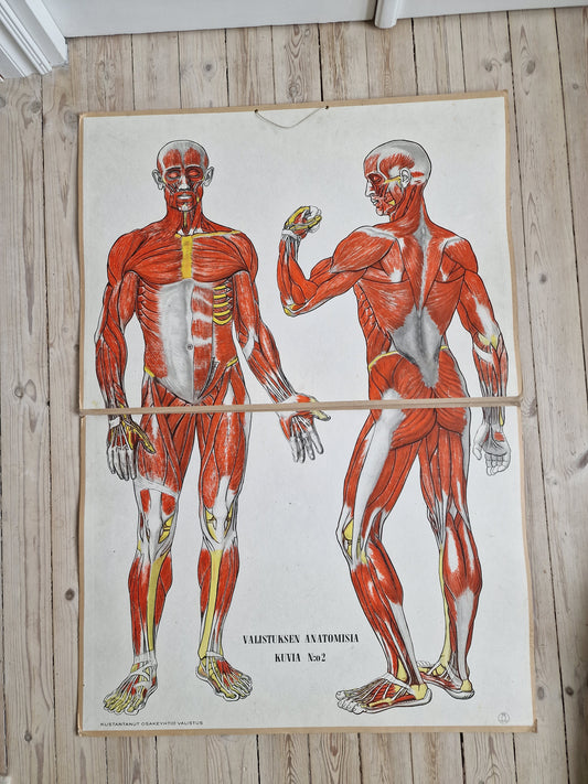 Valistuksen anatomia "Lihaksisto"