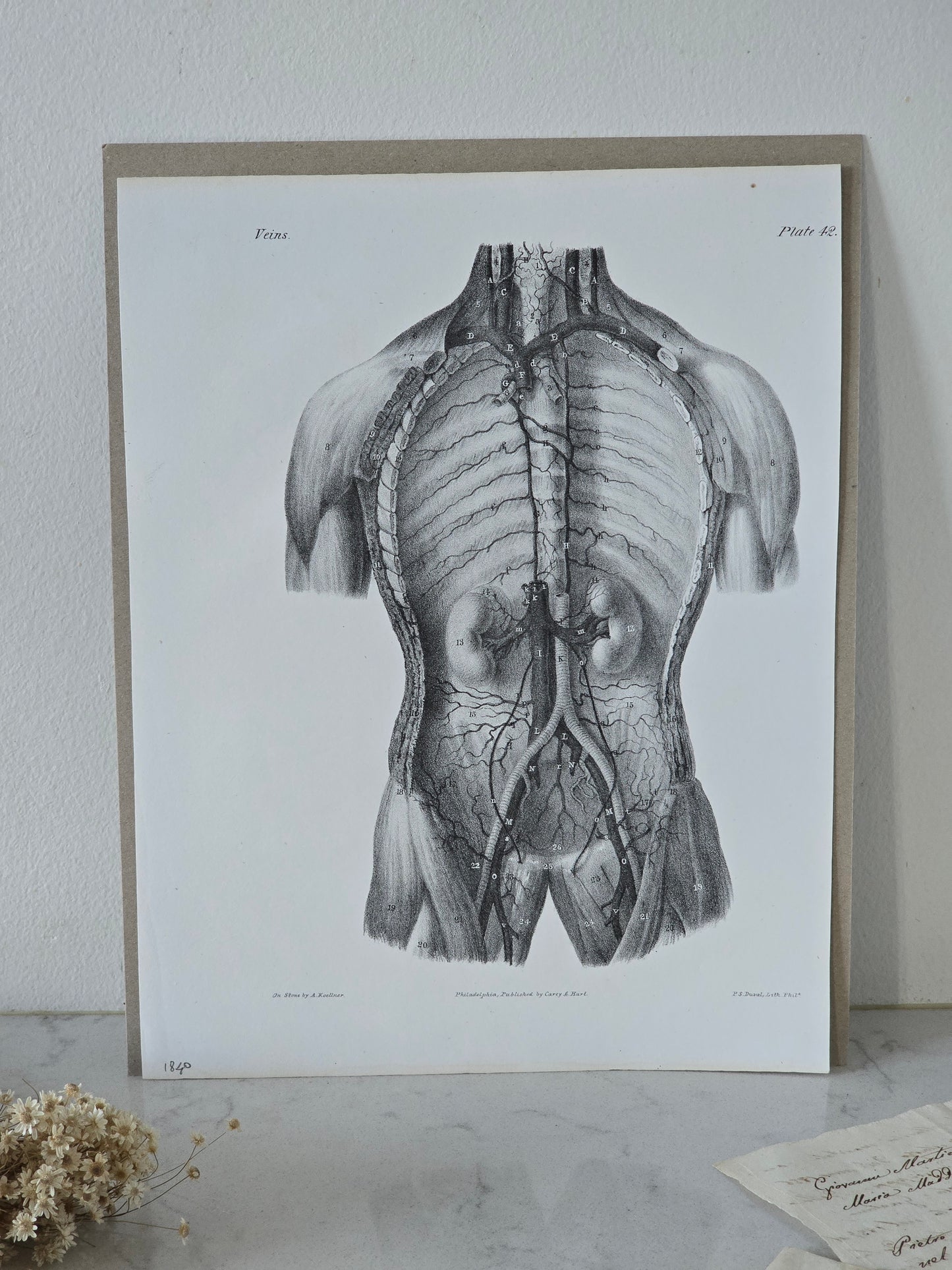 Vanhat v. 1840 anatomiset litografiat