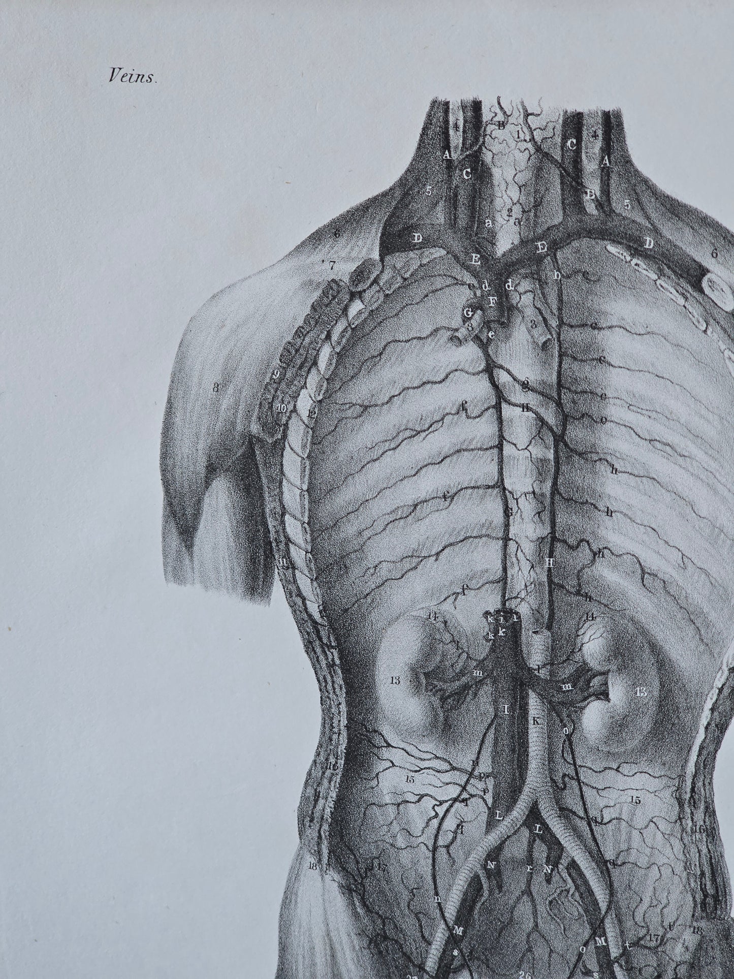 Vanhat v. 1840 anatomiset litografiat