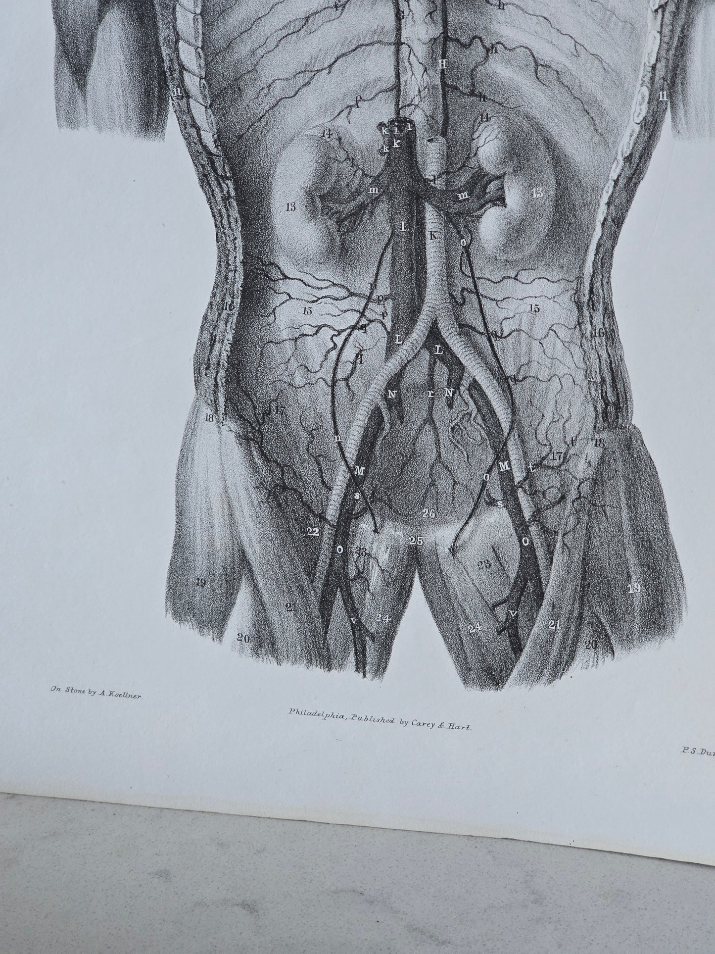 Vanhat v. 1840 anatomiset litografiat