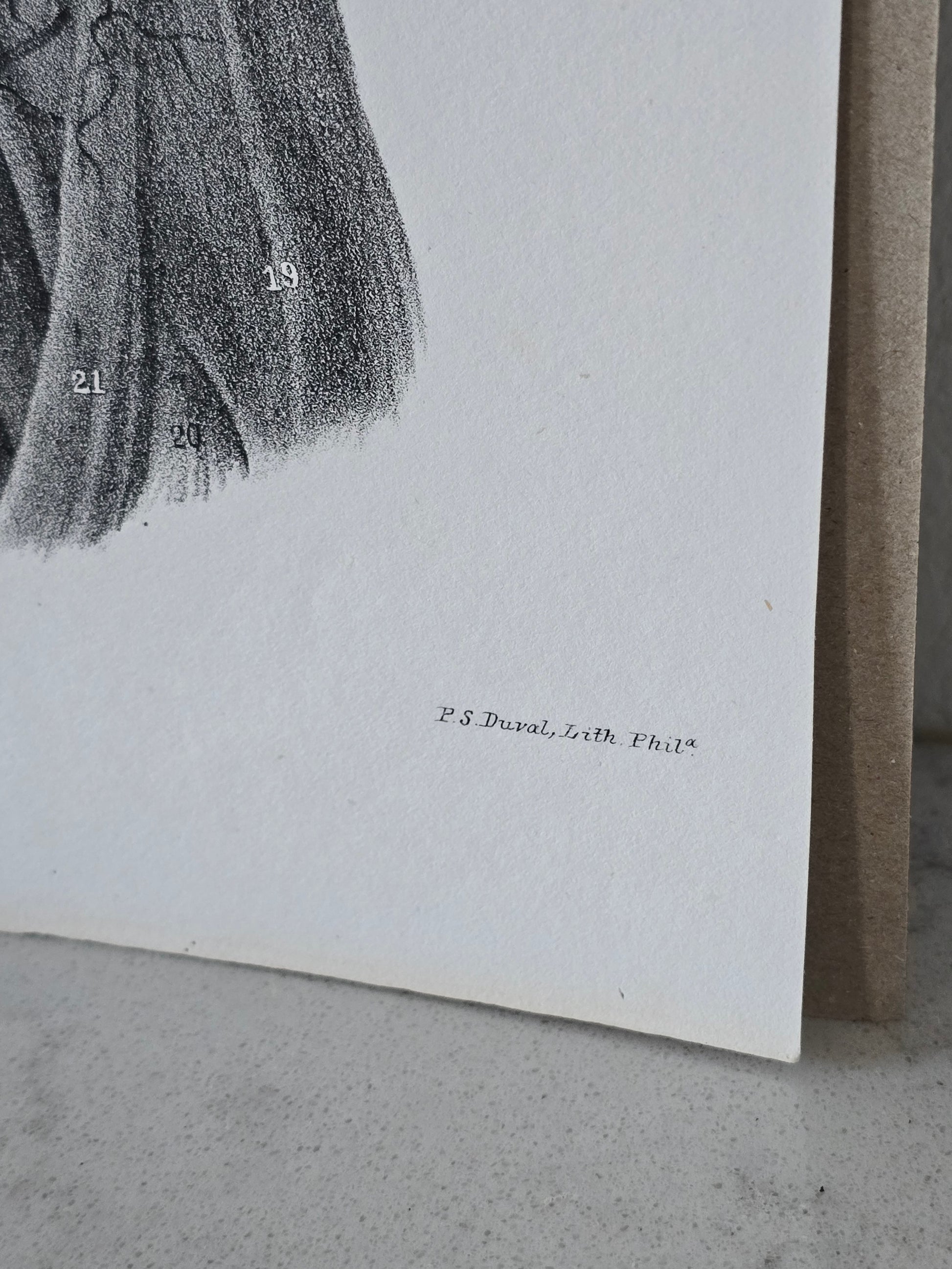 Vanhat v. 1840 anatomiset litografiat