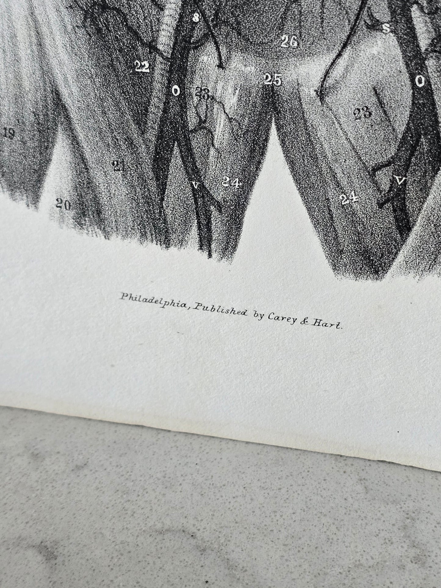 Vanhat v. 1840 anatomiset litografiat