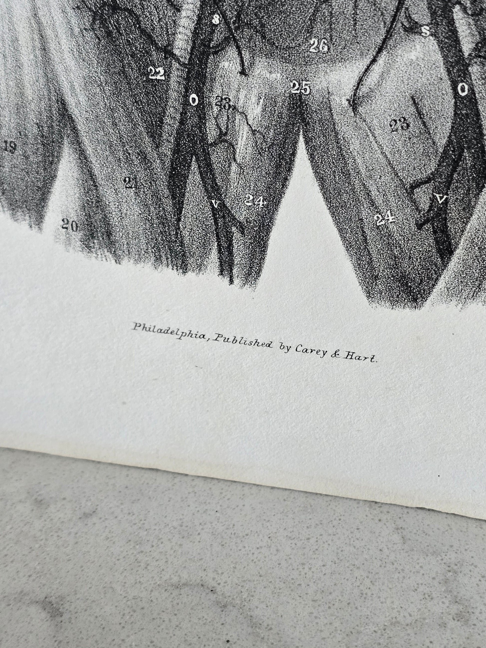 Vanhat v. 1840 anatomiset litografiat