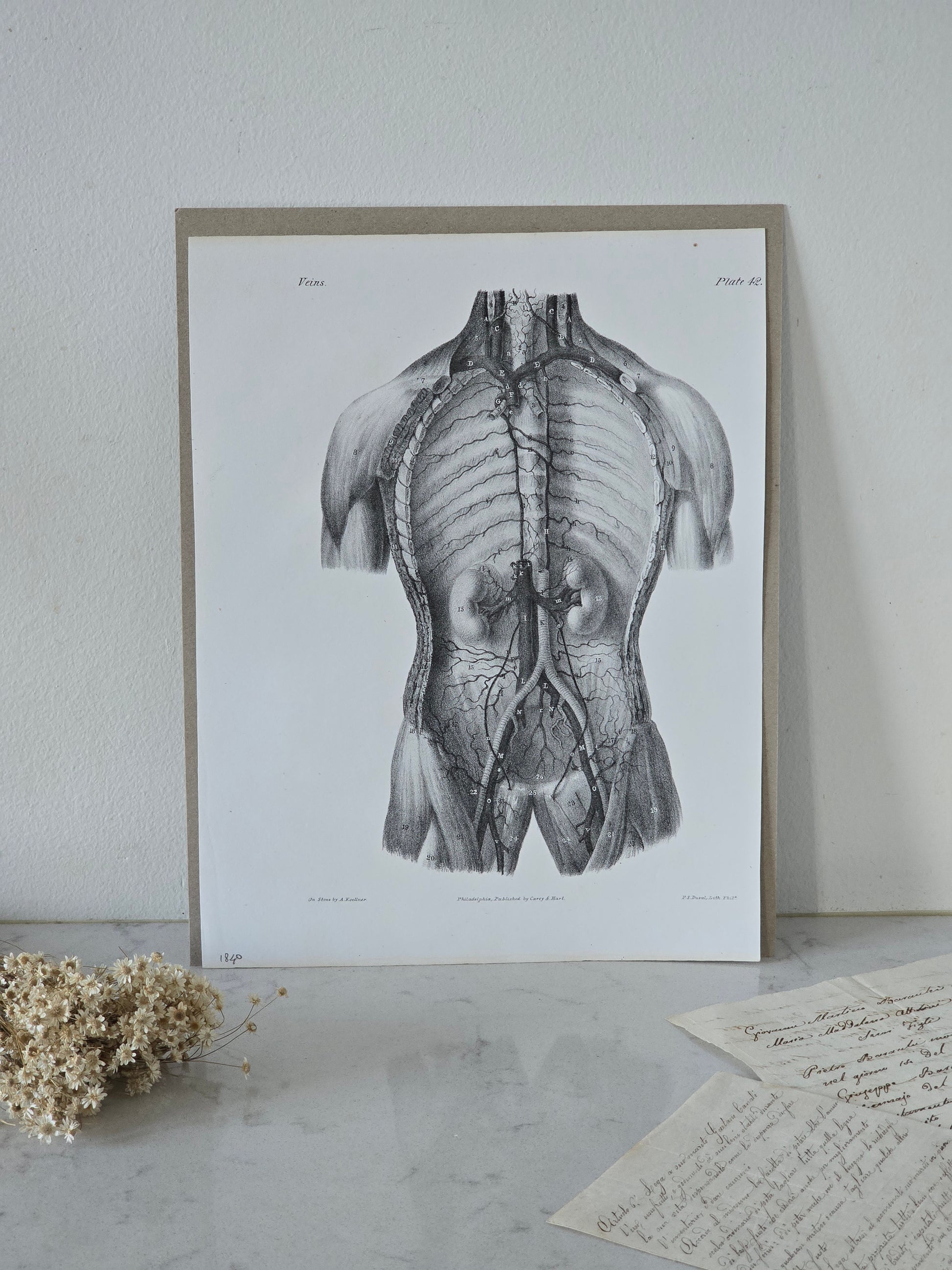 Vanhat v. 1840 anatomiset litografiat