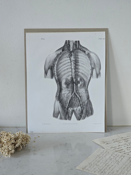 Vanhat v. 1840 anatomiset litografiat