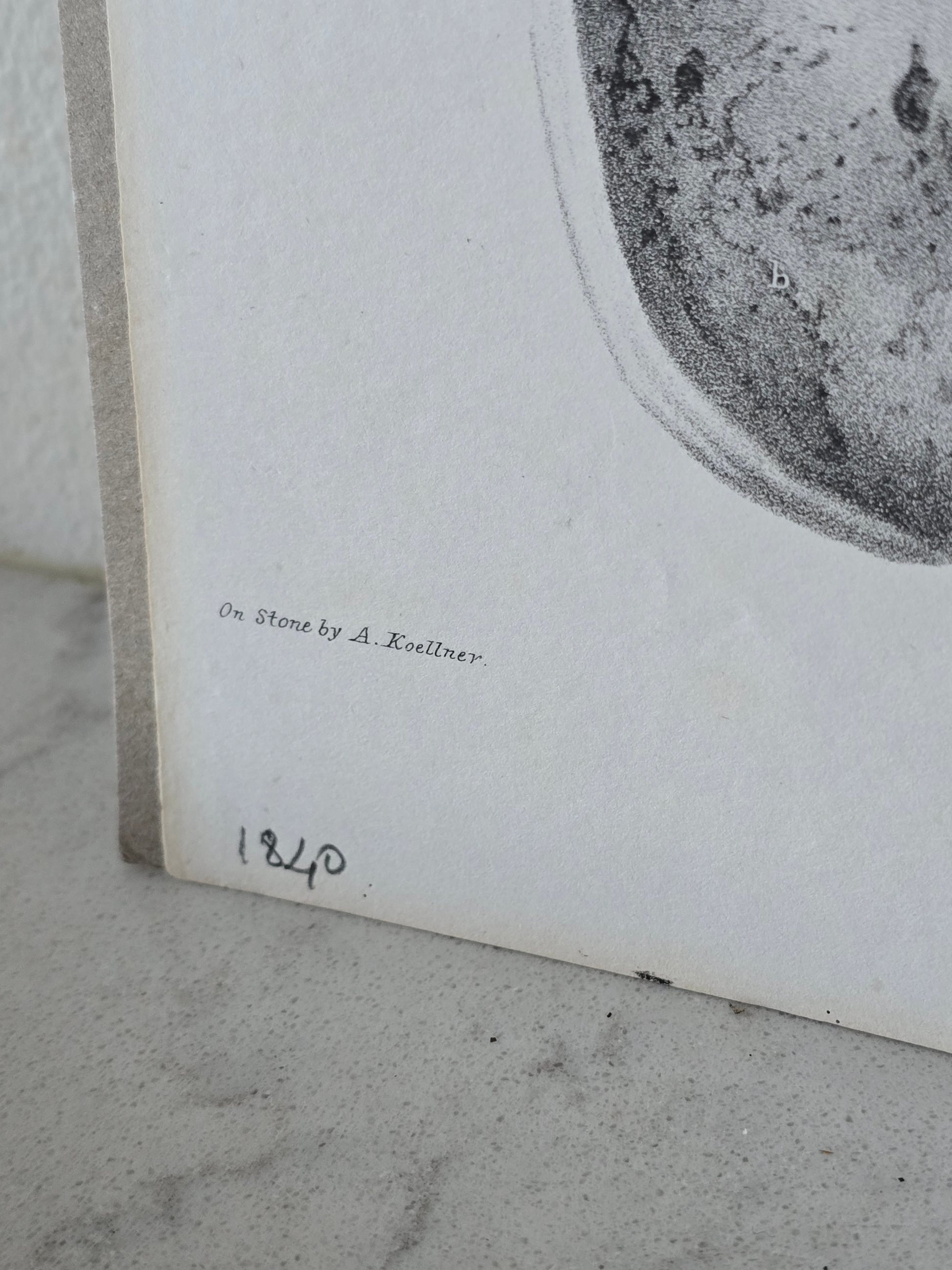 Vanhat v. 1840 anatomiset litografiat