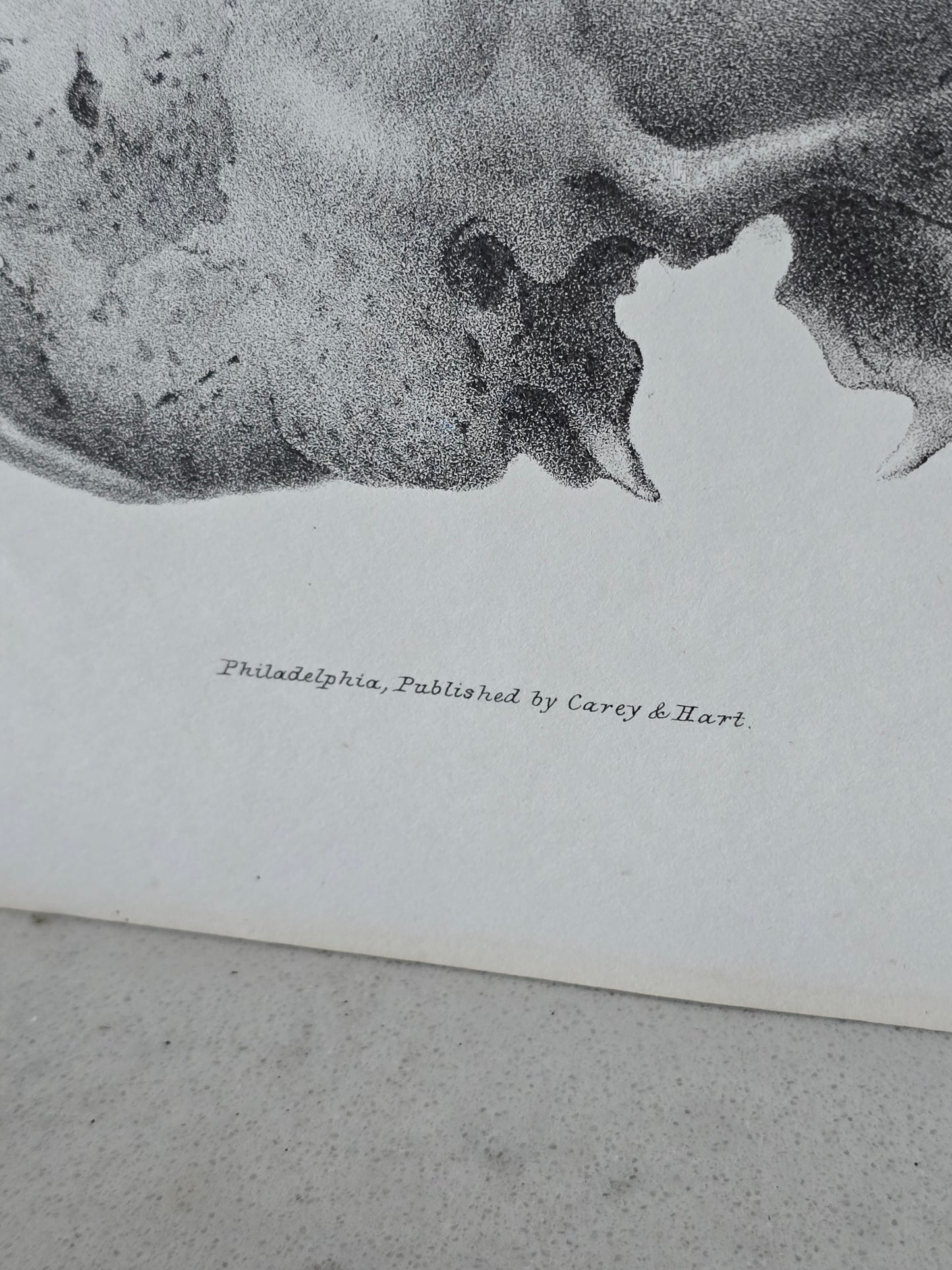 Vanhat v. 1840 anatomiset litografiat