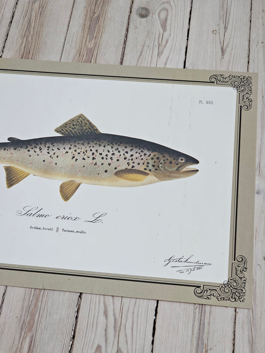 Suomen kalakuvat v. 1980