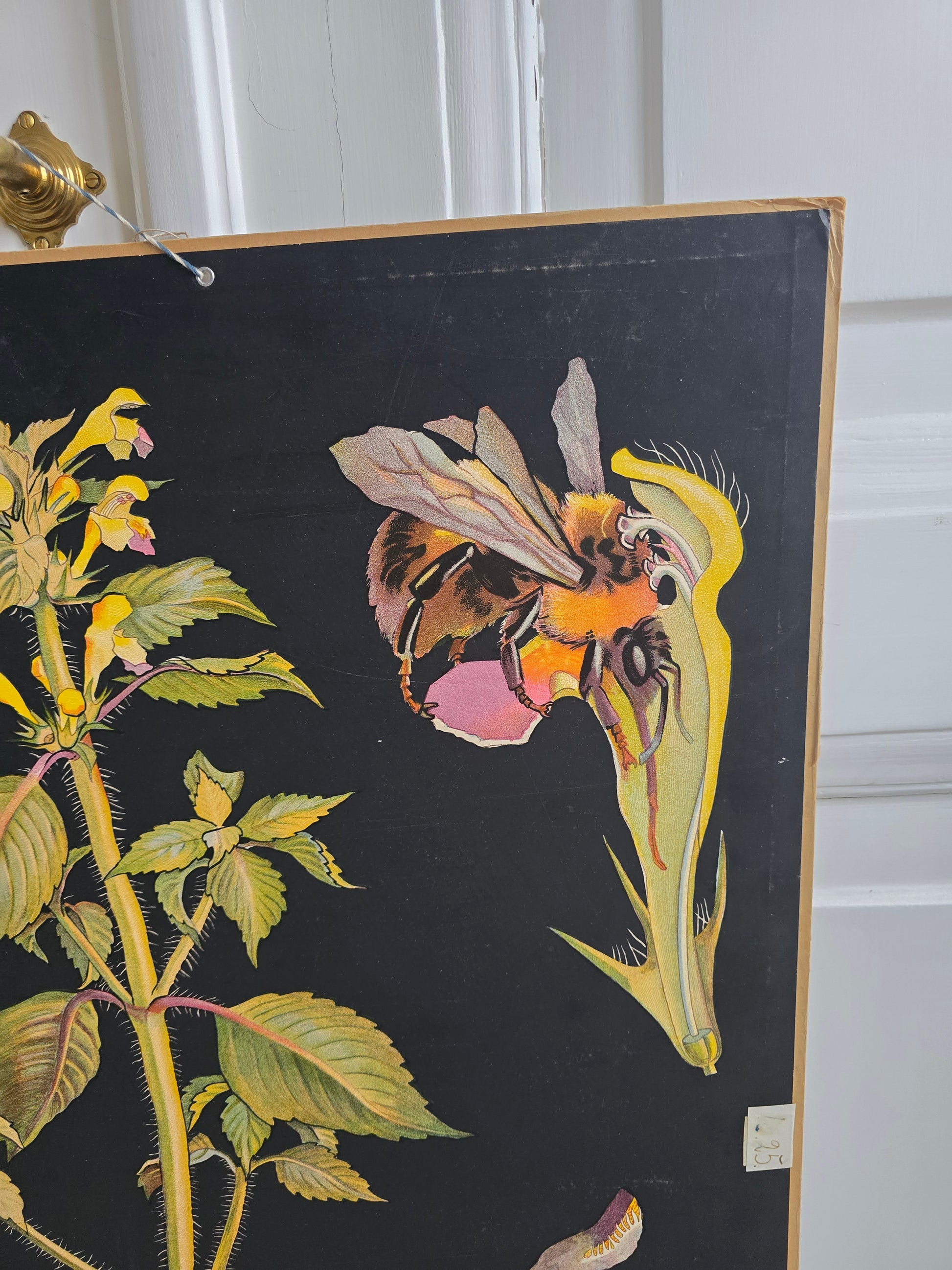 Vanha Ebba Masalin -opetustaulu, Keltapillike 