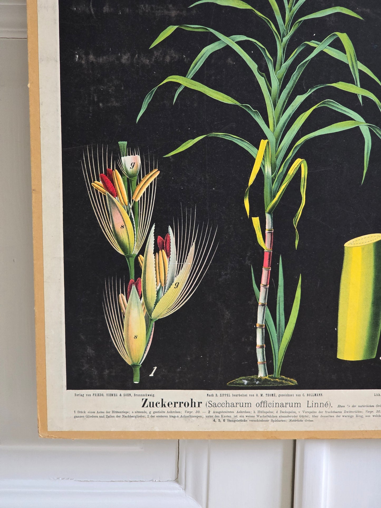 Vintage opetustaulu, Sokeriruoko