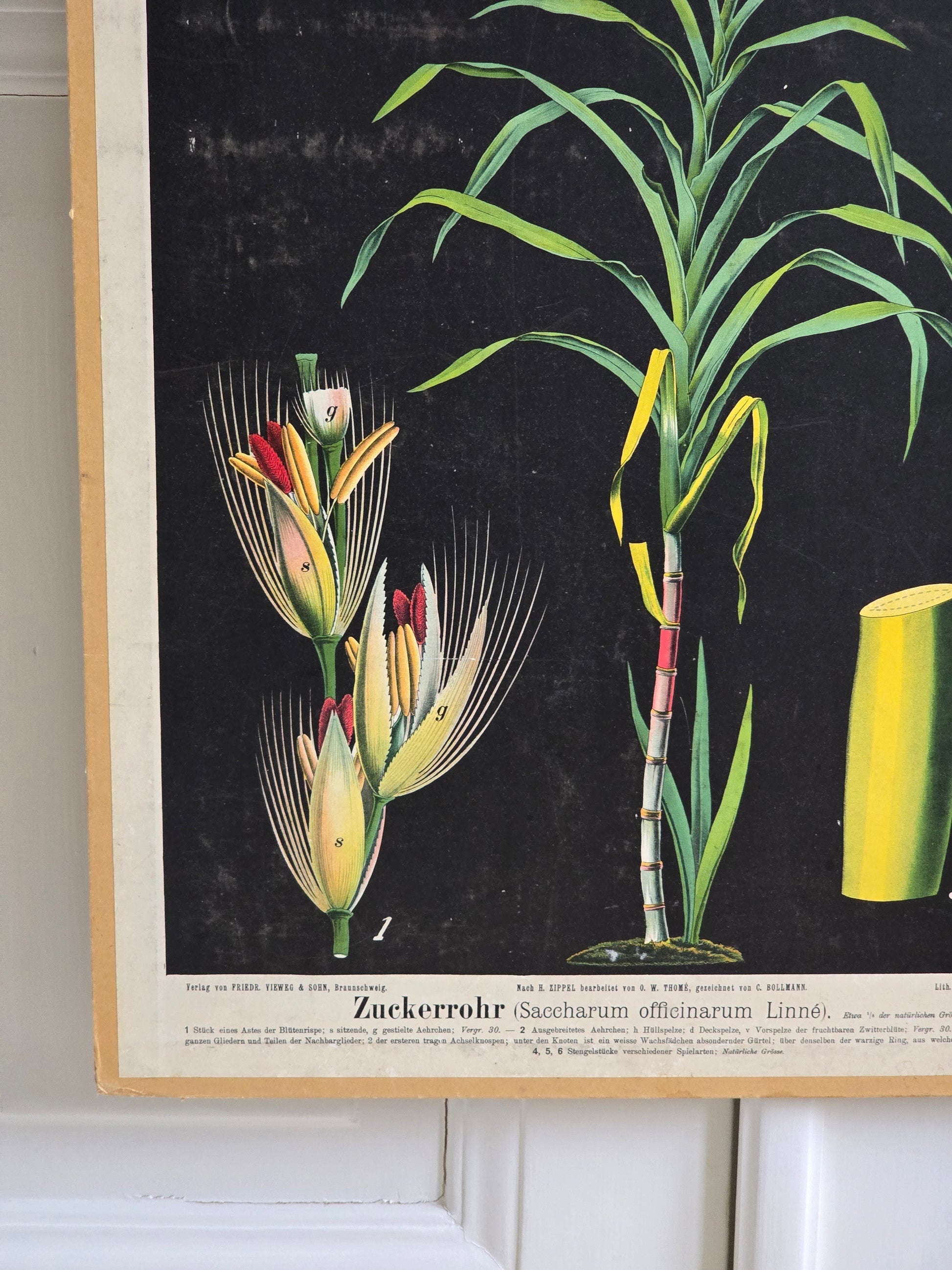 Vintage opetustaulu, Sokeriruoko