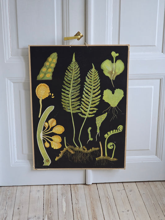 Ebba Masalin opetustaulu Kallioimarre