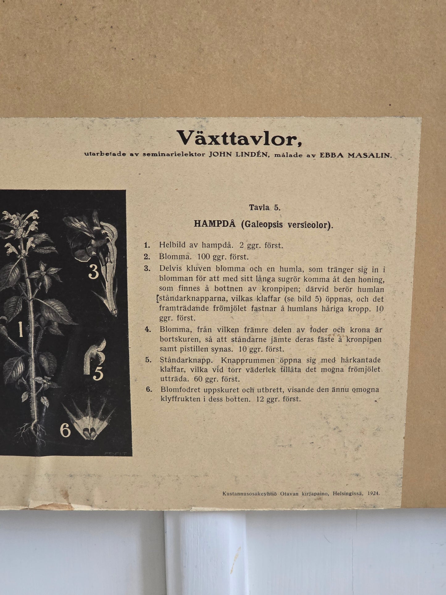 Ebba Masalin Keltapillike opetustaulu