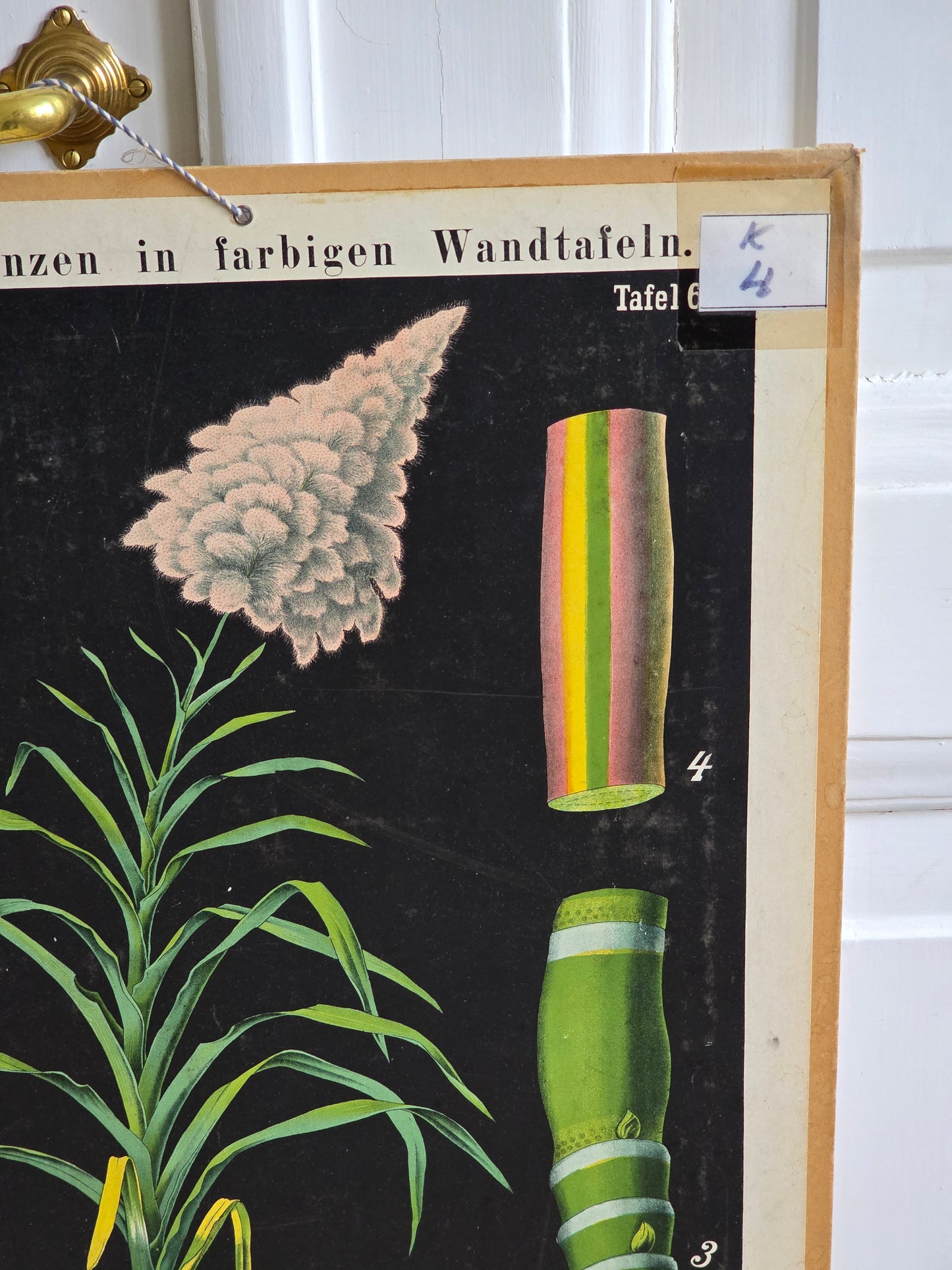 Saksalainen opetustaulu, Sokeriruoko