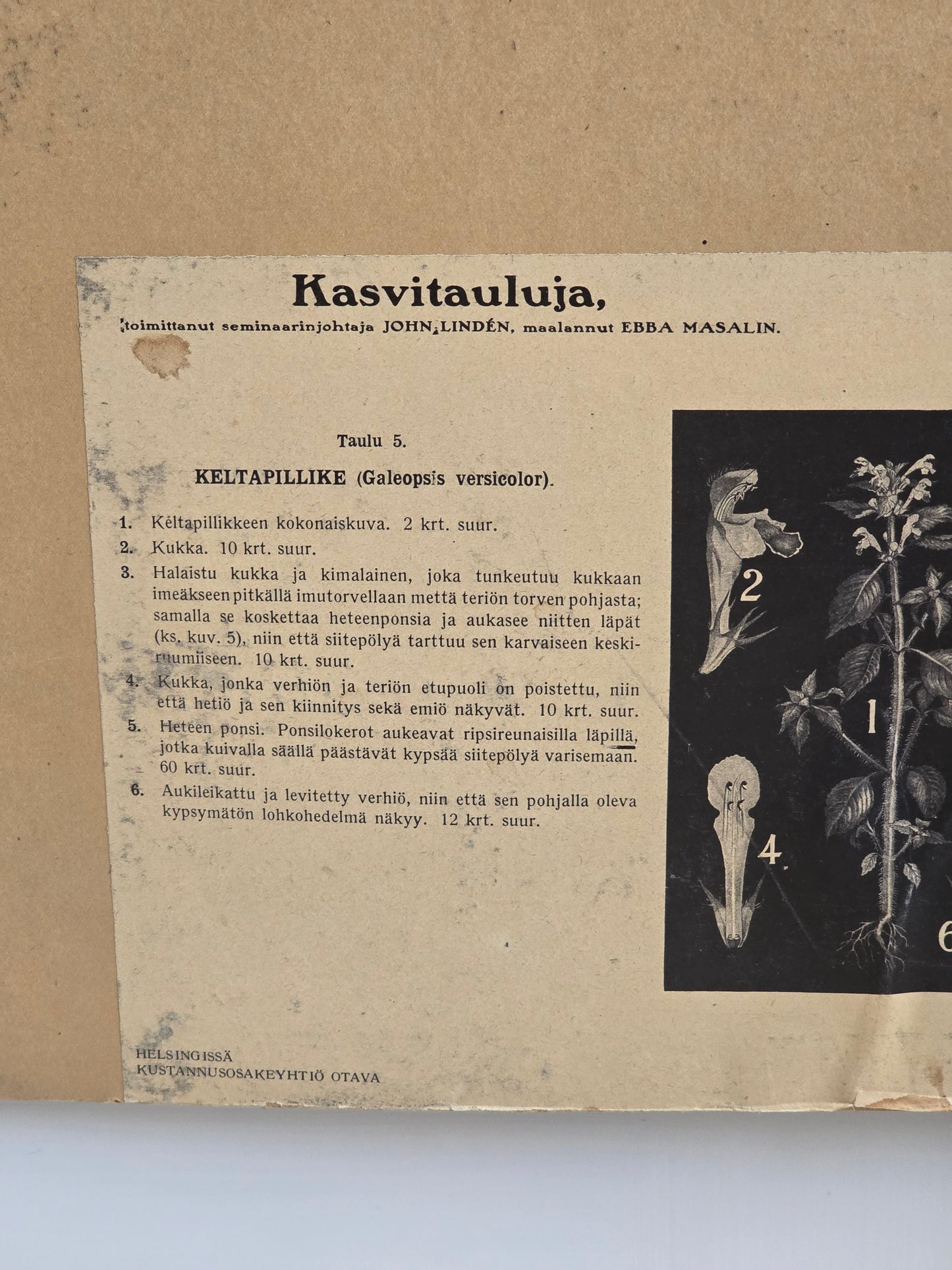 Ebba Masalin Keltapillike opetustaulu