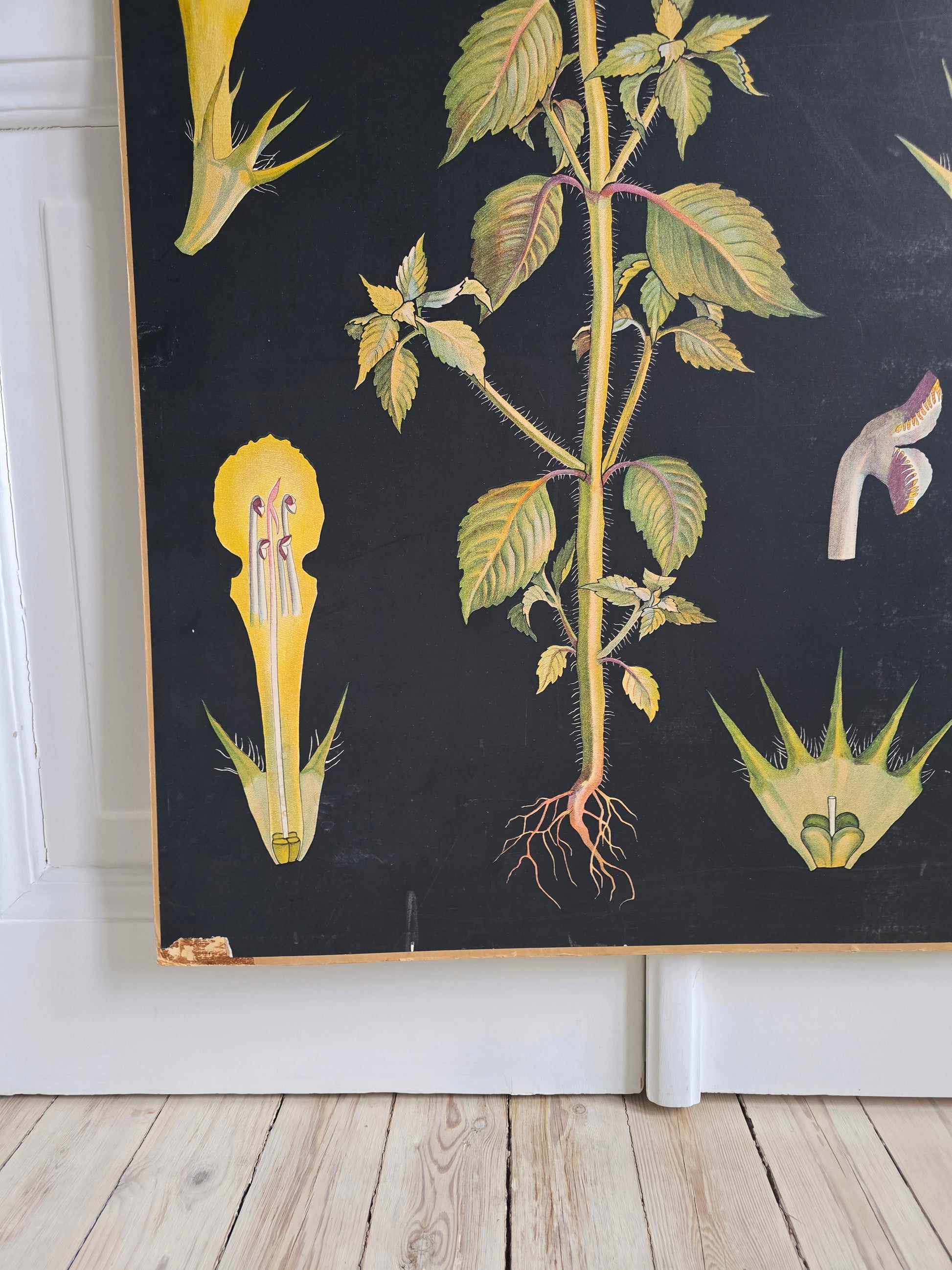 Vanha Ebba Masalin -opetustaulu, Keltapillike 