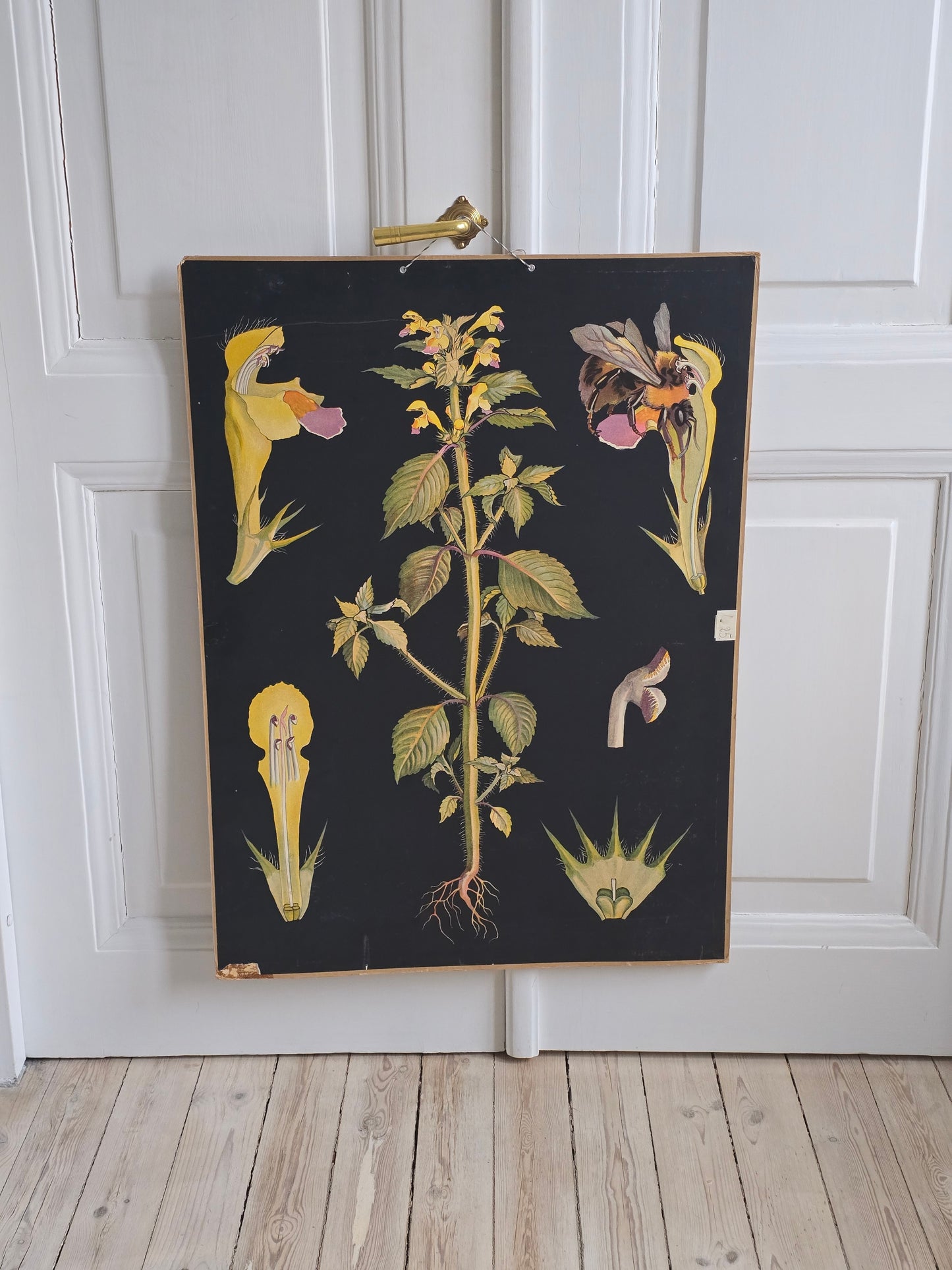 Vanha Ebba Masalin -opetustaulu, Keltapillike 