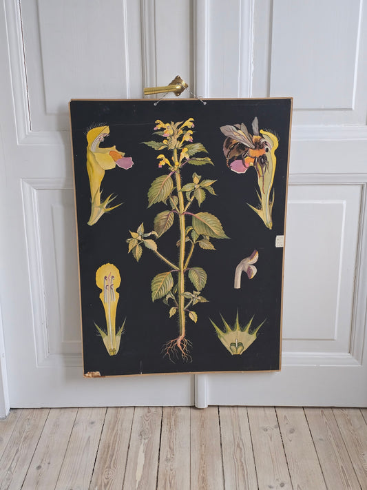 Vanha Ebba Masalin -opetustaulu, Keltapillike 