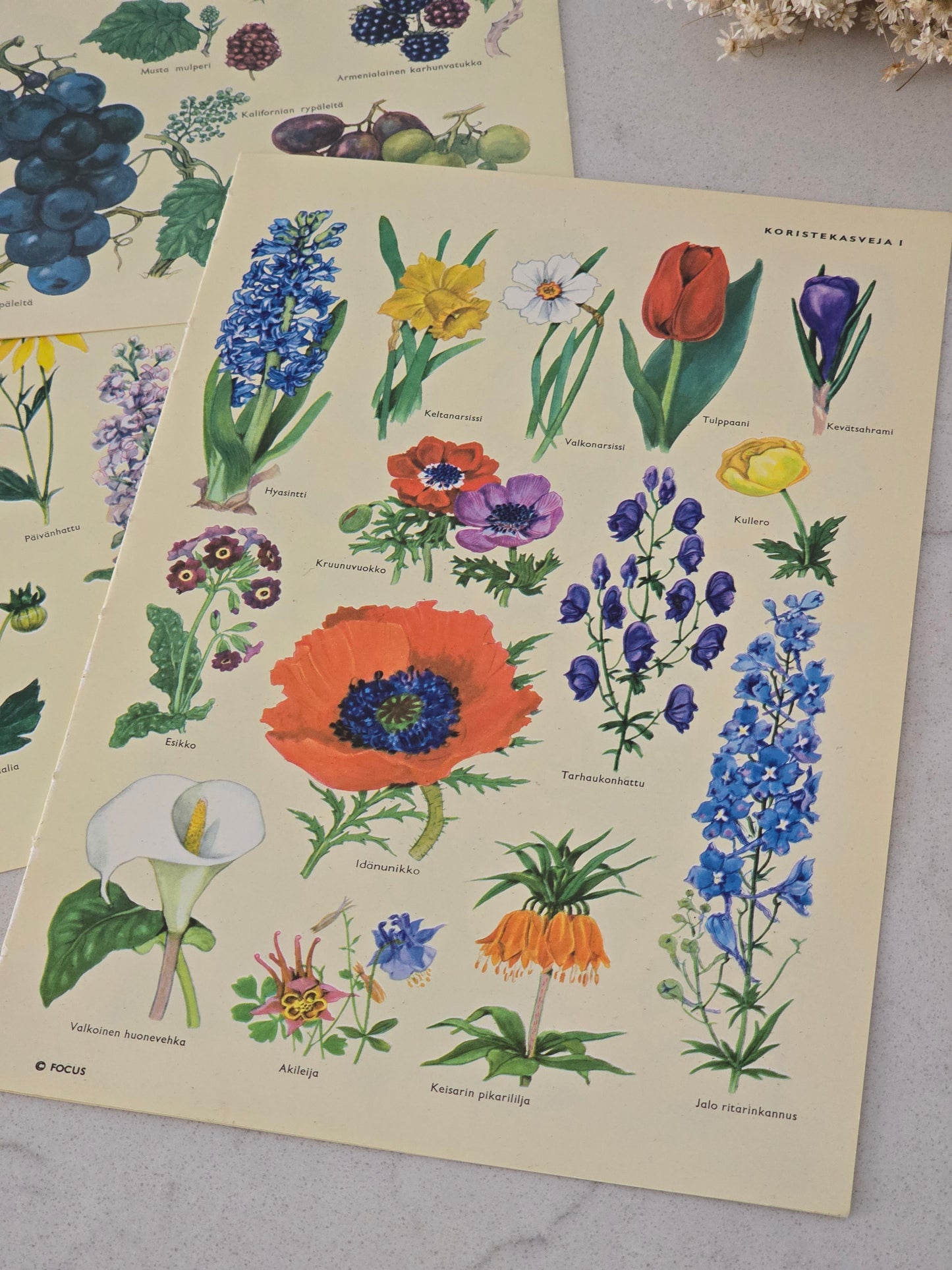 Vanhat kasvi- ja hedelmäkuvat