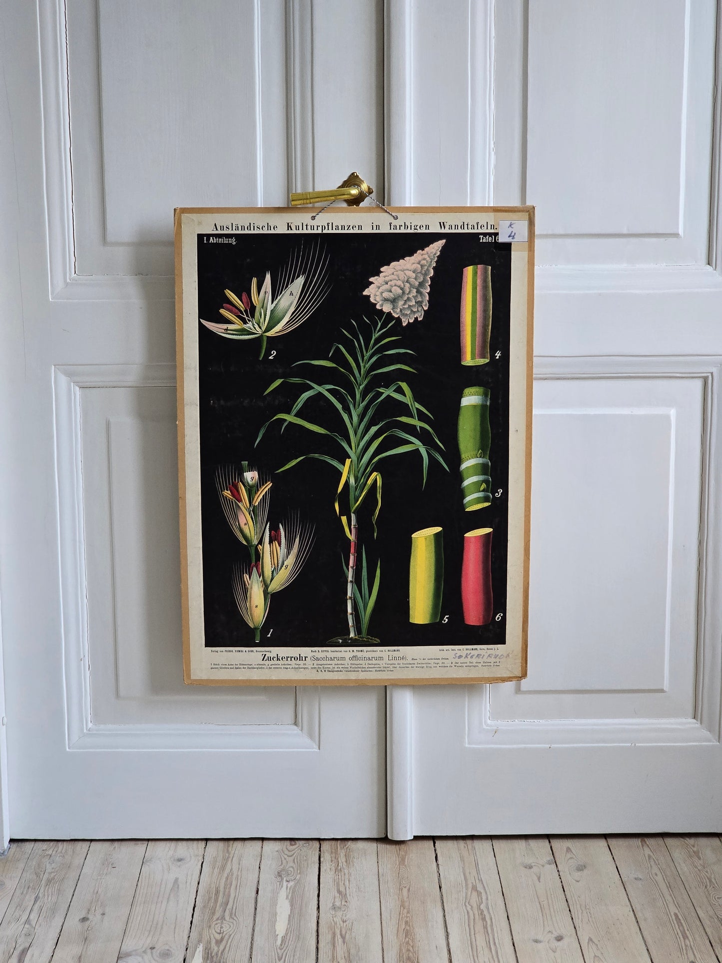 Vintage opetustaulu, Sokeriruoko