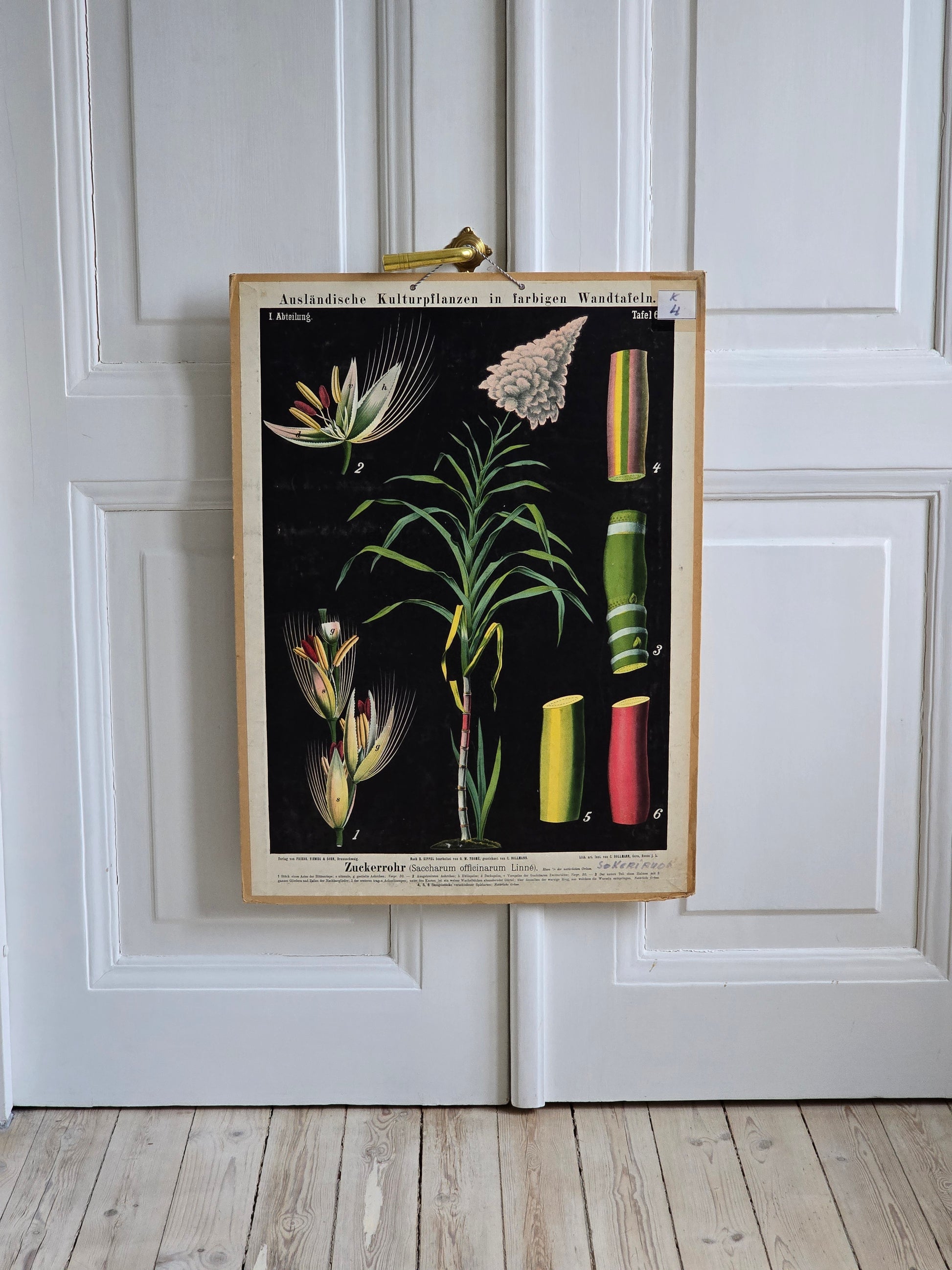 Vintage opetustaulu, Sokeriruoko