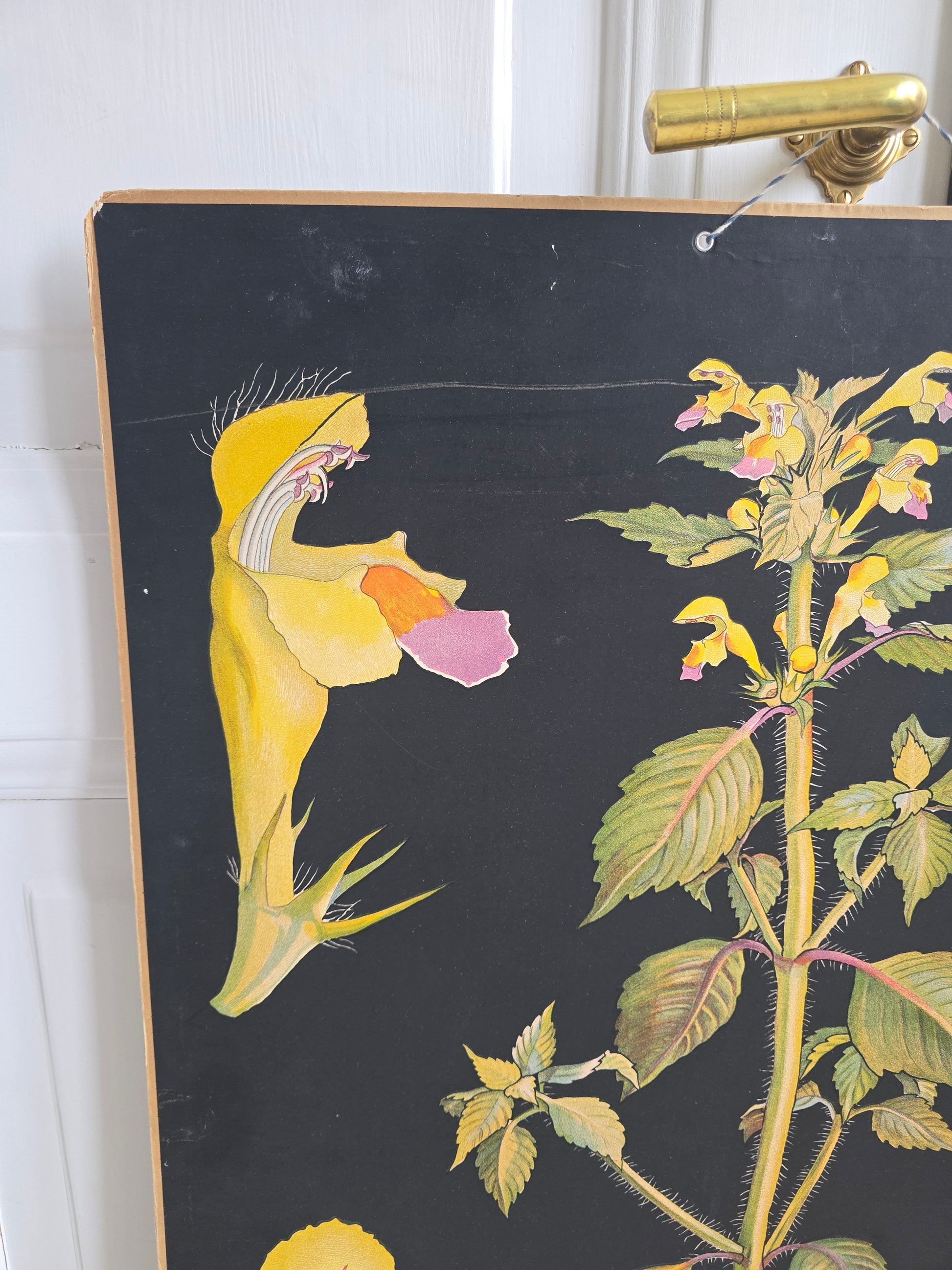 Vanha Ebba Masalin -opetustaulu, Keltapillike 